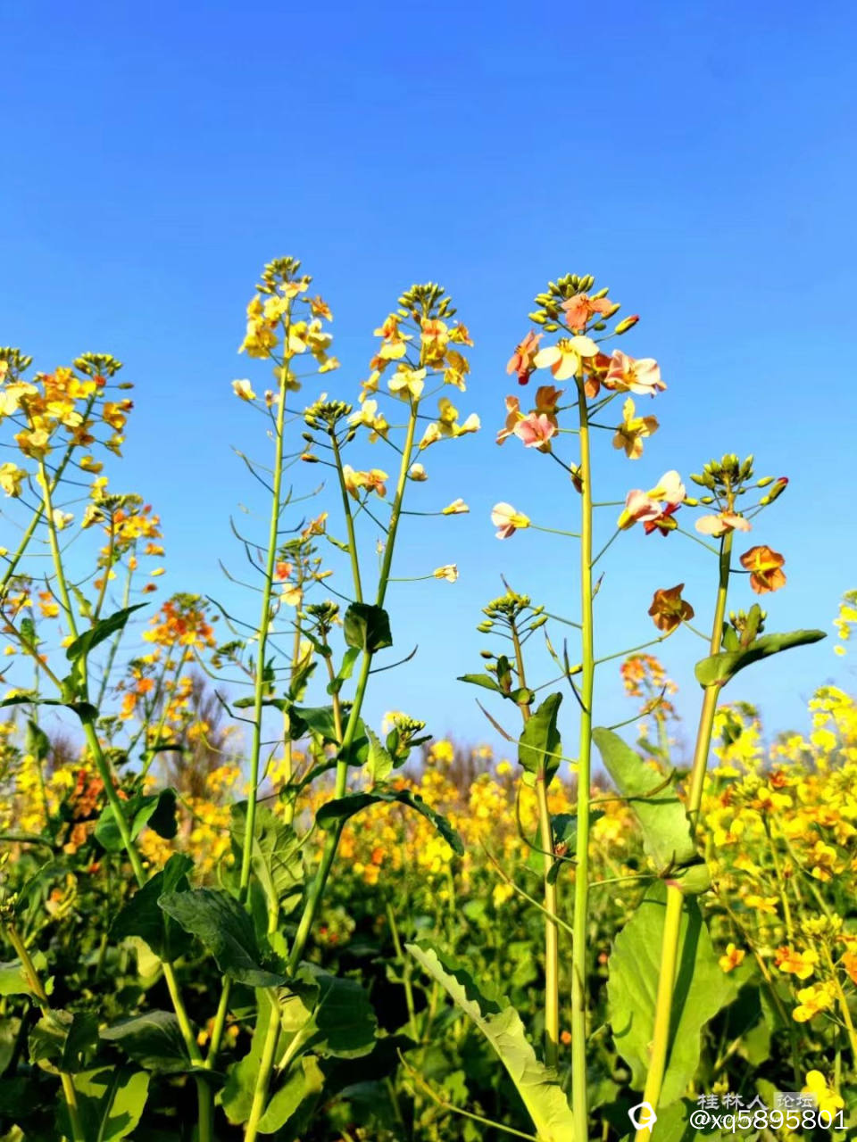 油菜花3