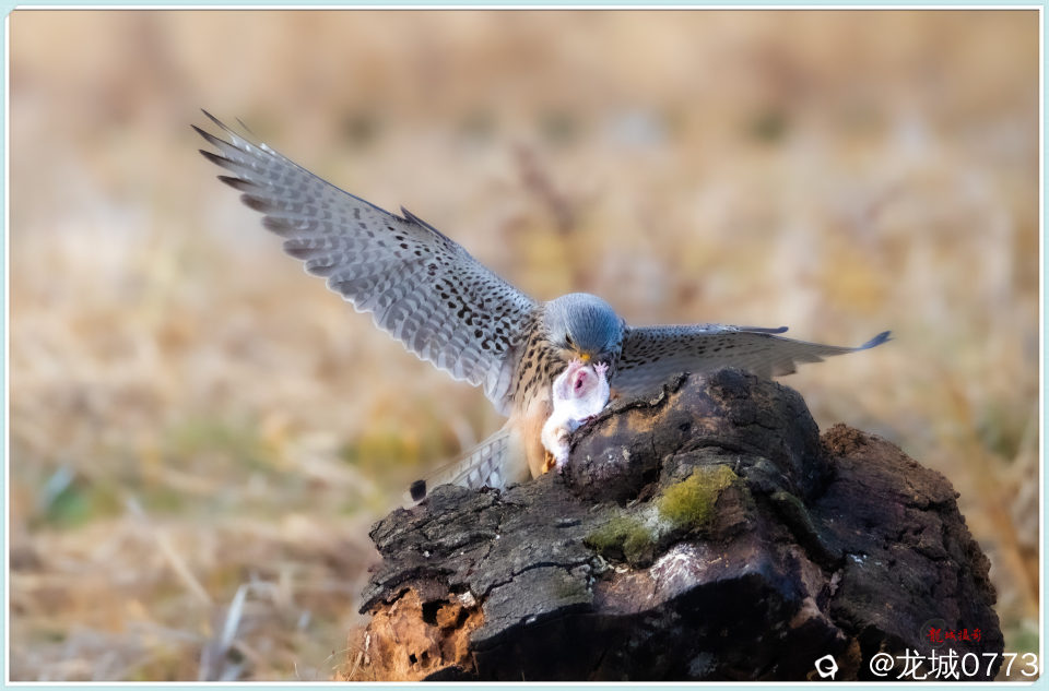 BG9I6964_副本 - 副本.jpg