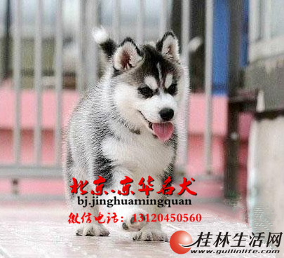 ˧����ʿ��/��ʿ�����ʿ��ѩ��Ȯ/��ʿ�����Ǯ