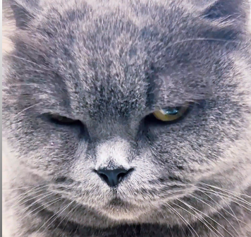 主人晒出自家猫咪威武霸气的模样