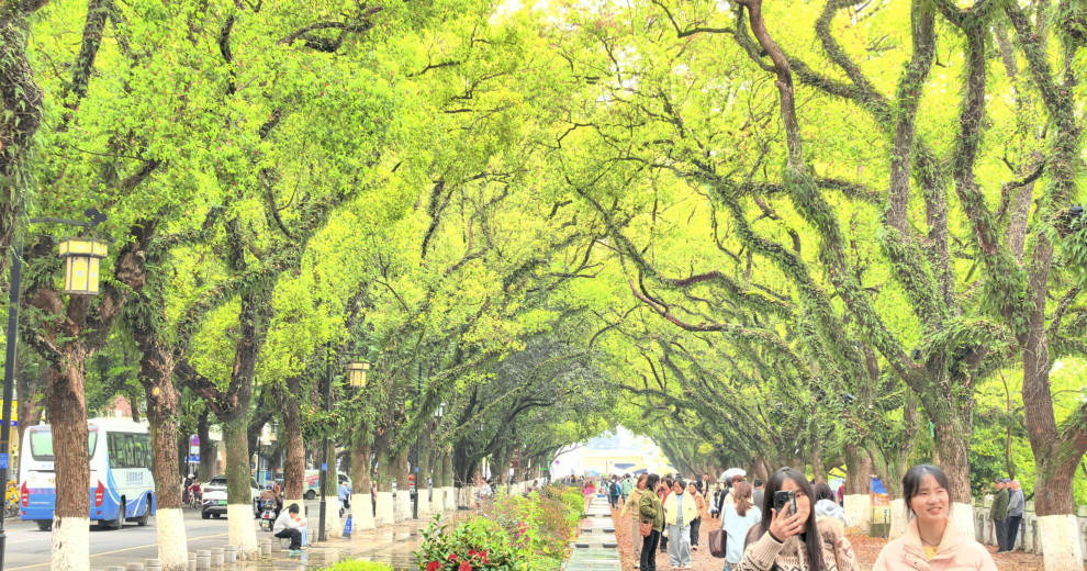 桂林滨江路仲春落叶