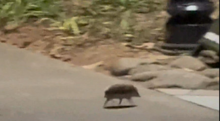 男生拍到深夜有“神秘生物”路过，网友：哪个个人才想出来是微型野猪的？