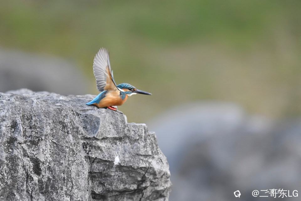 小翠起飞瞬间连拍 (4).jpg