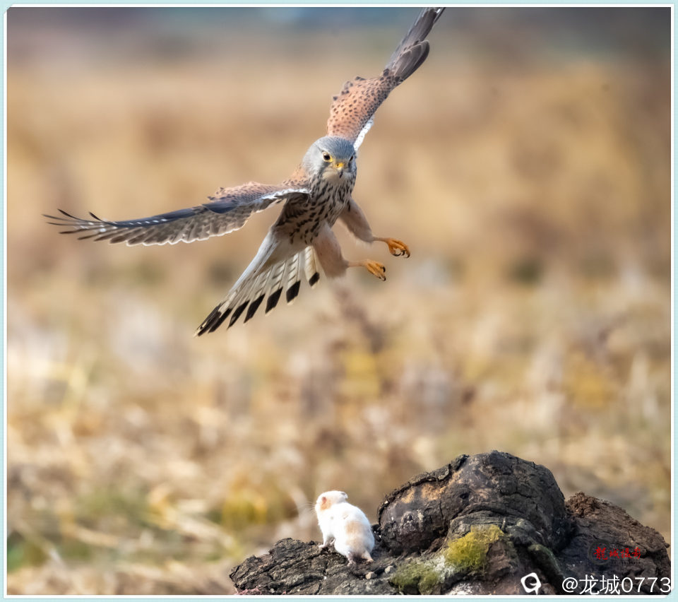 BG9I6947_副本 - 副本.jpg