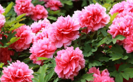 一路繁花向洛阳