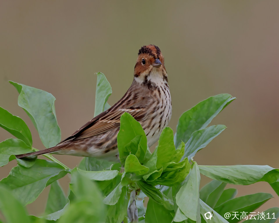 5D2A6106-DeNoiseAI-denoise.jpg