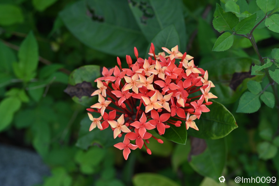 DSC_7793_副本.jpg