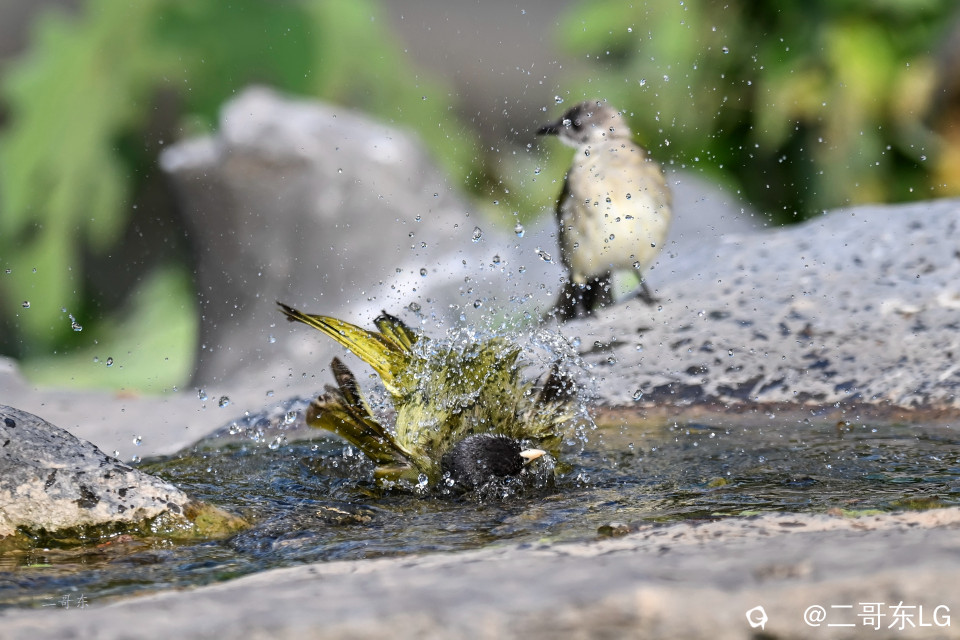 领雀嘴鹎--贵妃出浴 (3).jpg