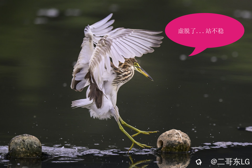 唉呀妈呀快闪开急急急 (8).jpg