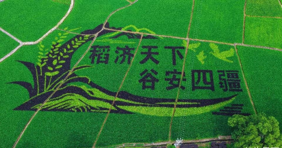 桂林灌阳神农稻博园，万亩稻田嵌黑色艺术字