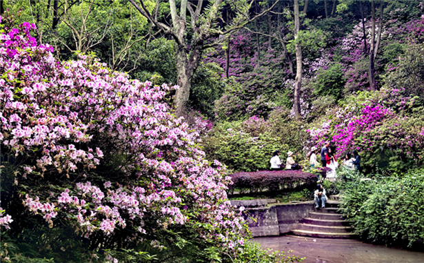 桂林植物园杜鹃盛开