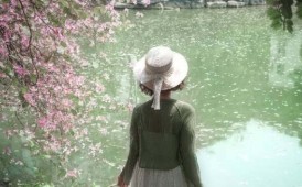 今年长岛的紫荆花