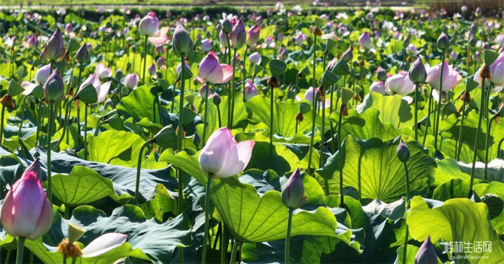 荷花滿園，遇龍這個荷花園等你來打卡
