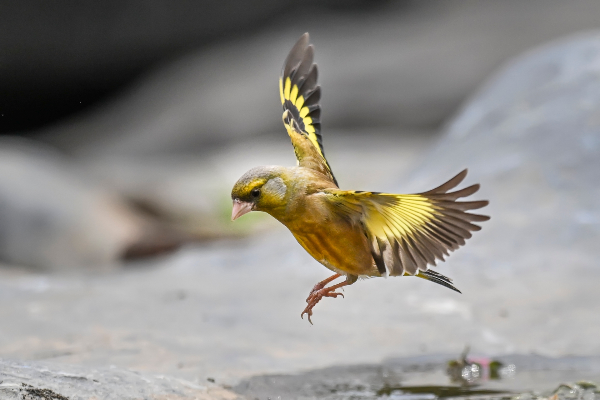 一坨金子坠地，见者有份