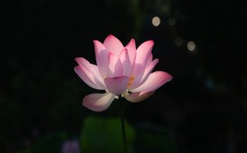 荷花的韵  光影的美
