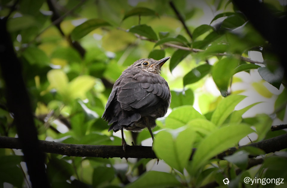 DSC_7005_副本.jpg