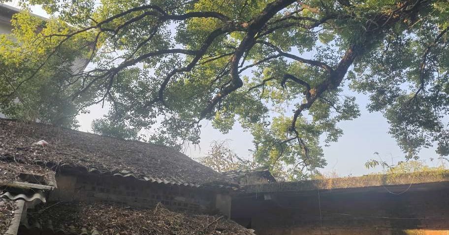 这家店名叫大哥