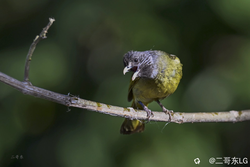 -领雀嘴鹎 (2).jpg