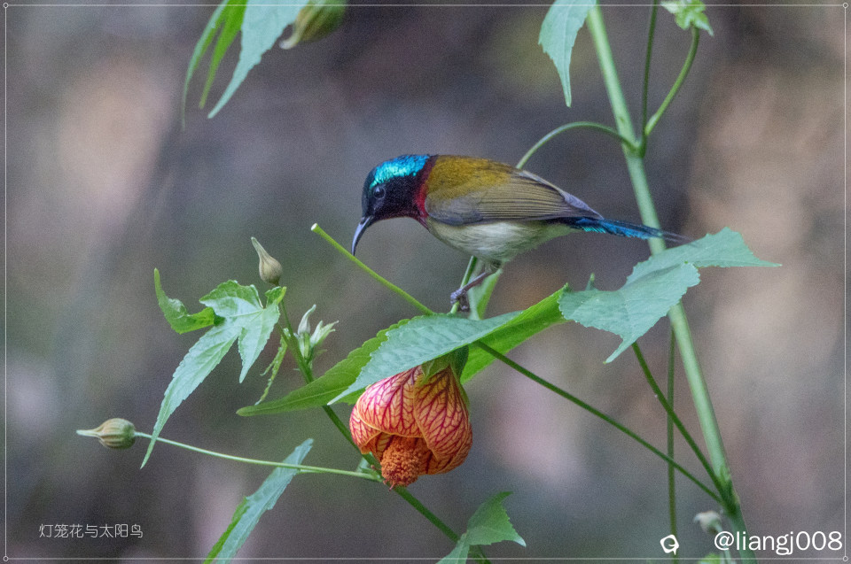 DSC02828_副本_副本.jpg