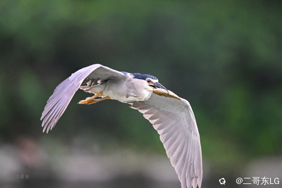 夜鹭捕鱼 (13).jpg