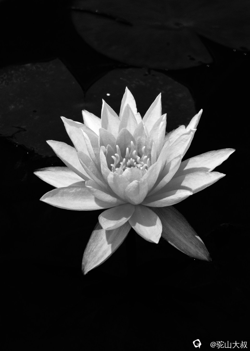 DSC03284-0.jpg