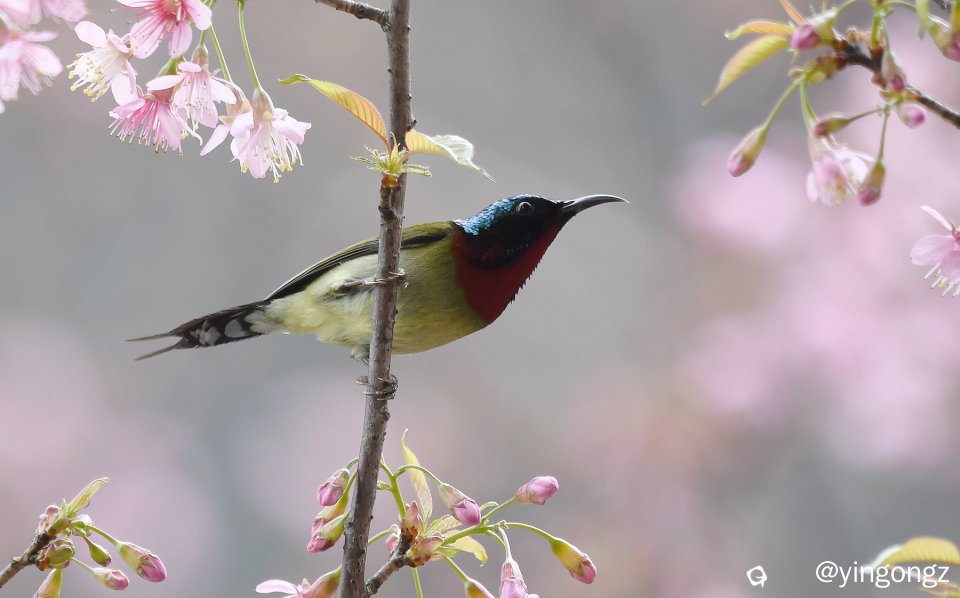 DSC_2761_副本.jpg