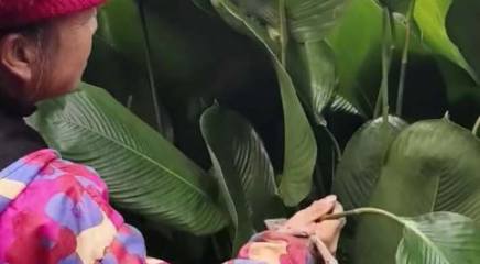 廣西女子曬出自己種的粽葉，層層疊疊的！簡(jiǎn)直是阿姨們眼中的夢(mèng)中情葉