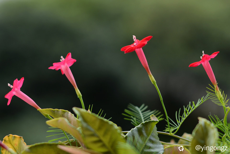 DSC_3751_副本.jpg