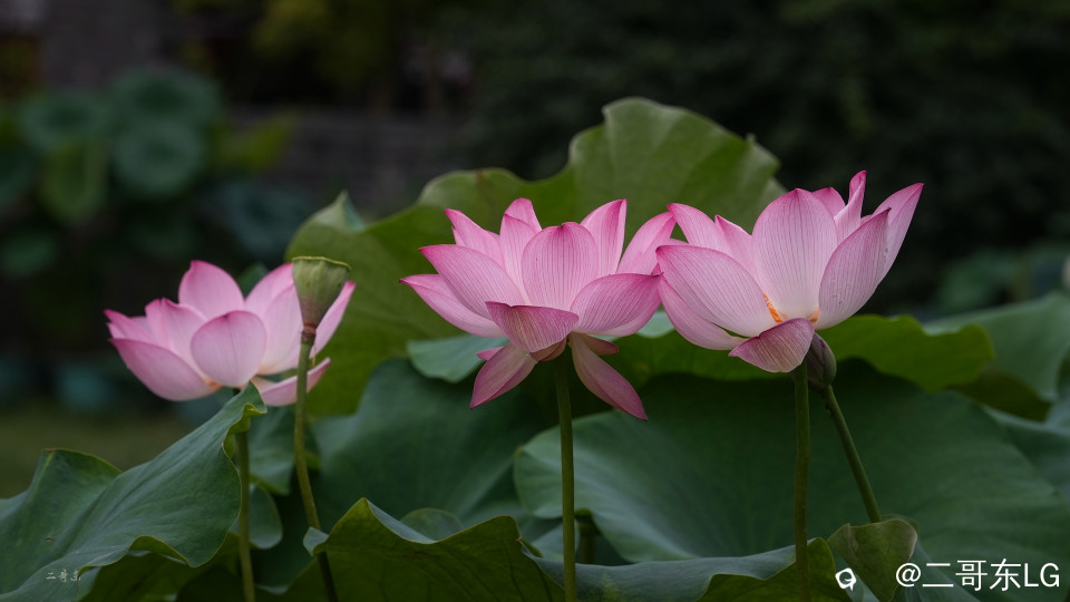 荷花 (4).jpg