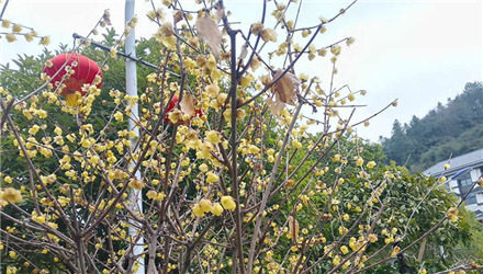 帶小朋友來(lái)山里看梅