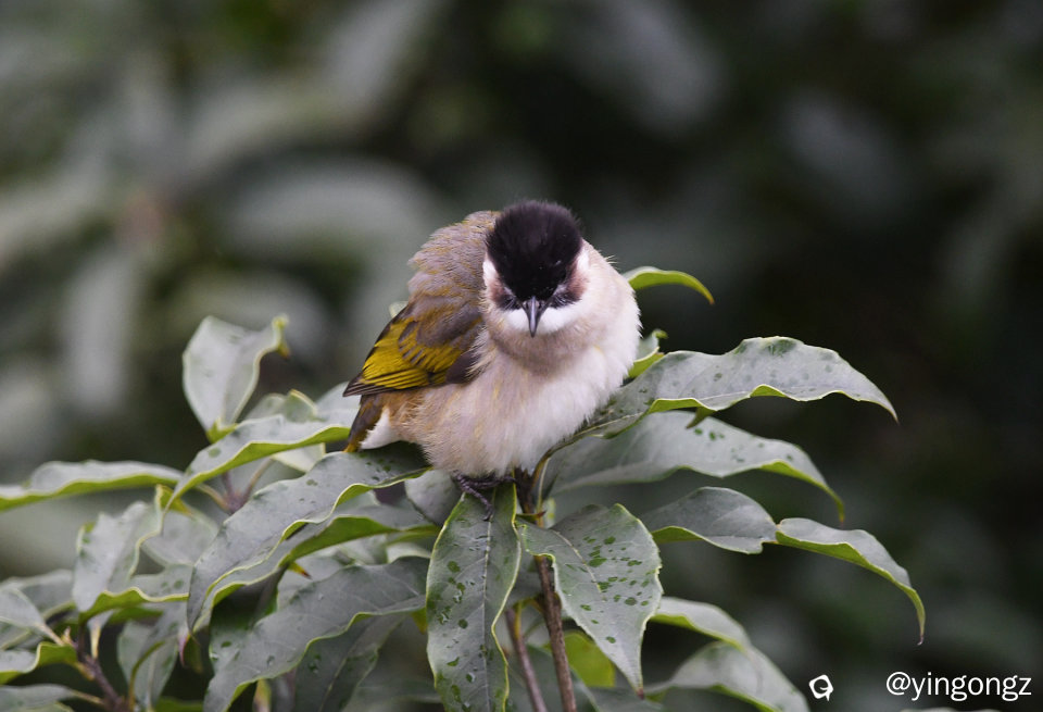 DSC_6100_副本1.jpg