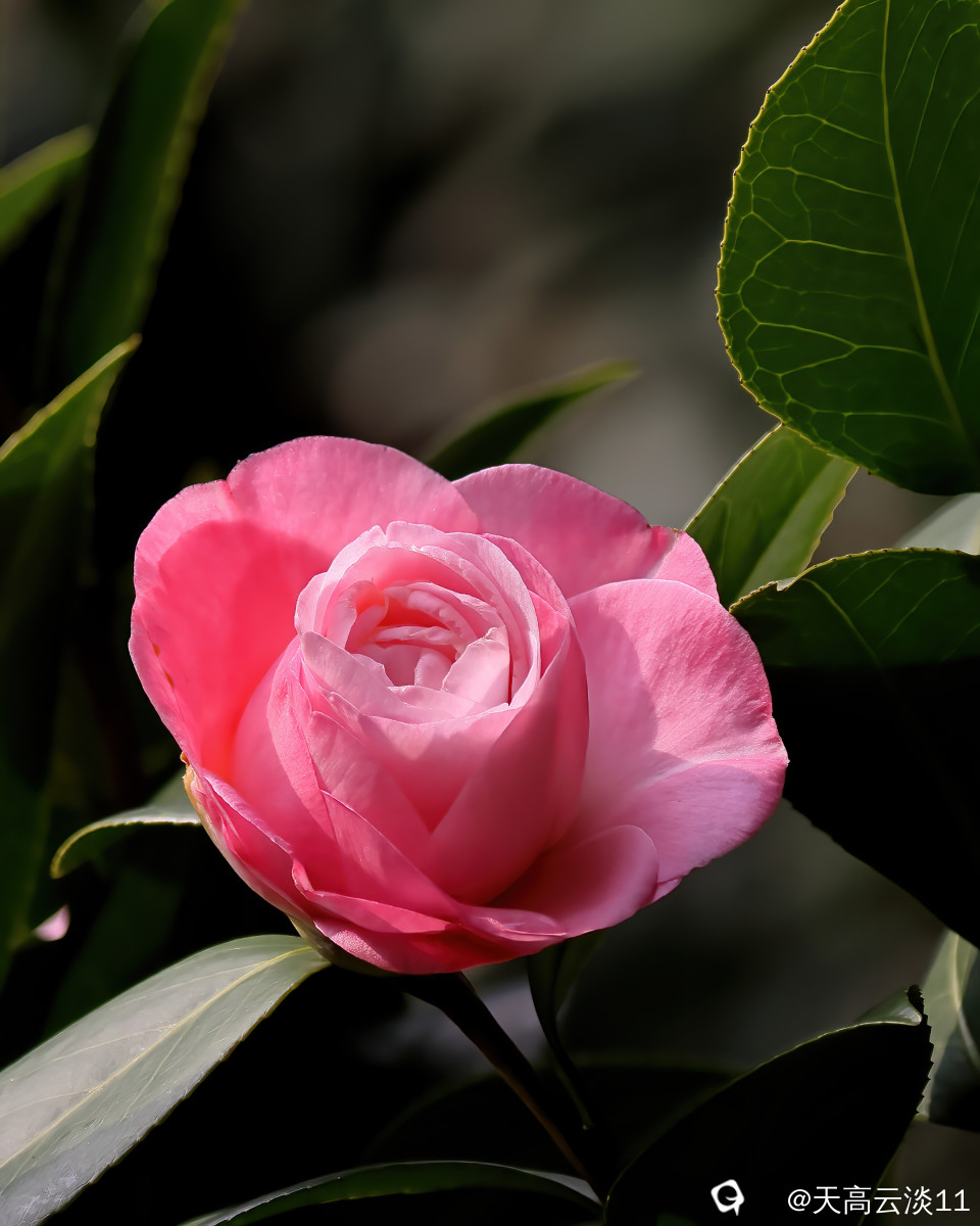 5D2A2573-DeNoiseAI-denoise.jpg