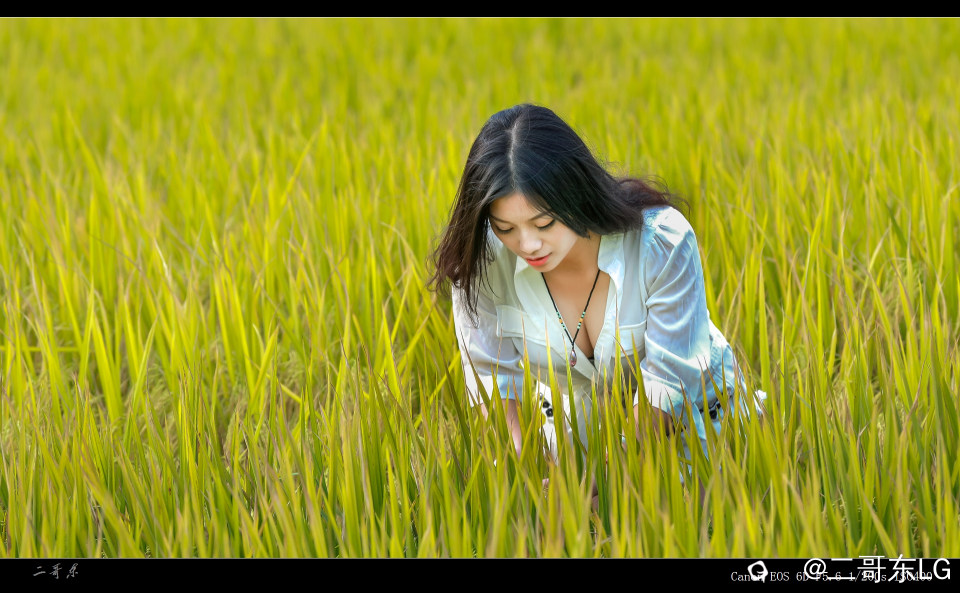 谷子熟了 (1).jpg