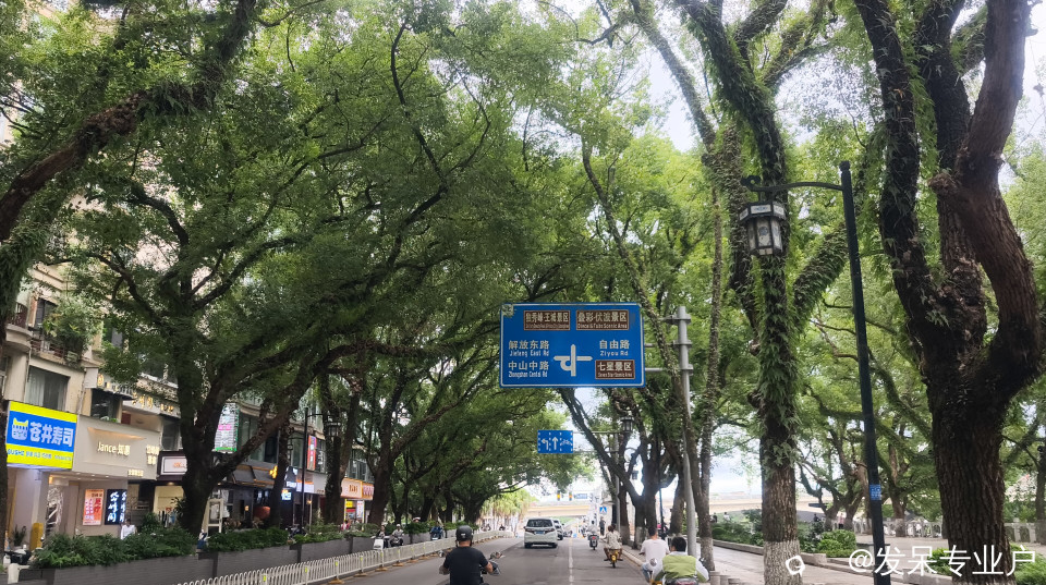 桂林版的梧桐大道