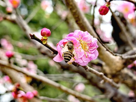 桂林各大公园的梅花竞相开放了