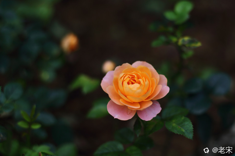 MR8A0069.JPG