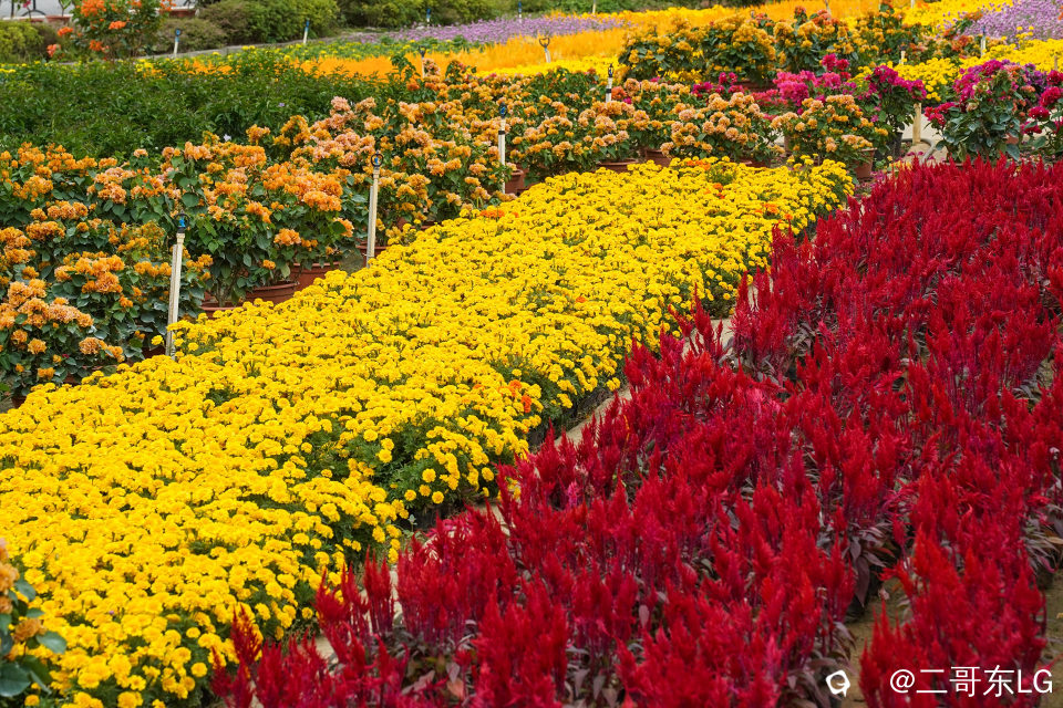 南方第三届花卉苗木交易会 (17).jpg