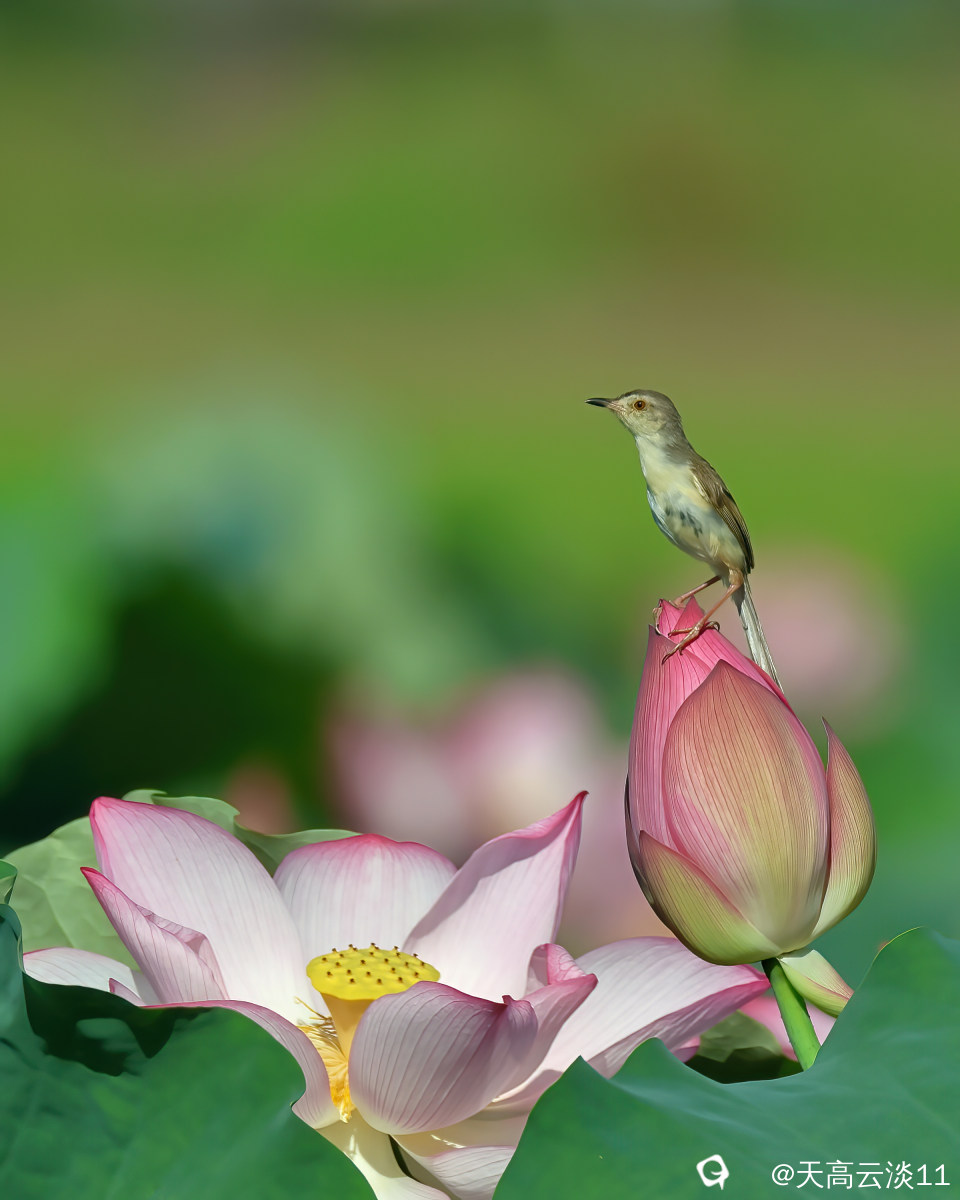 5D2A8810-DeNoiseAI-denoise.jpg