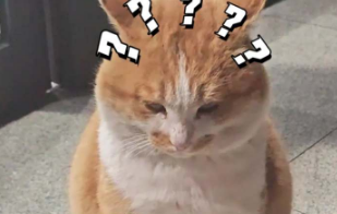 流浪貓?zhí)直慌?ldquo;碎碎念”，拐彎抹角說貓咪胖。咪咪：謝謝！有被冒犯到