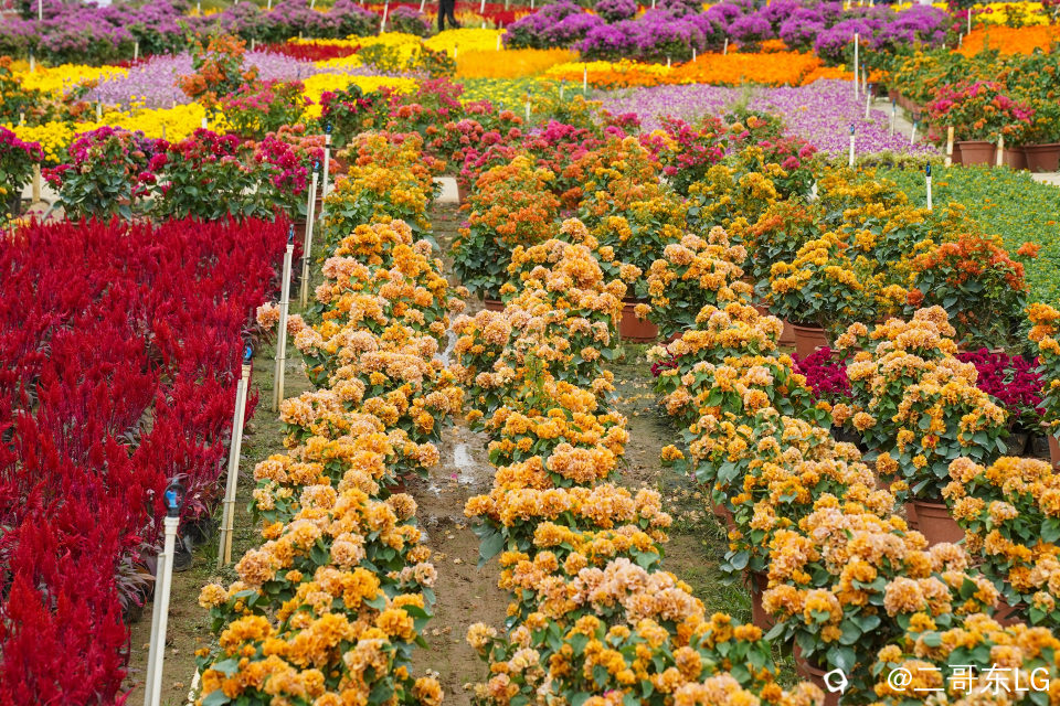 南方第三届花卉苗木交易会 (34).jpg