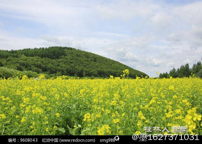 shanpopangdeyoucaihuatiandi_9608043.jpg