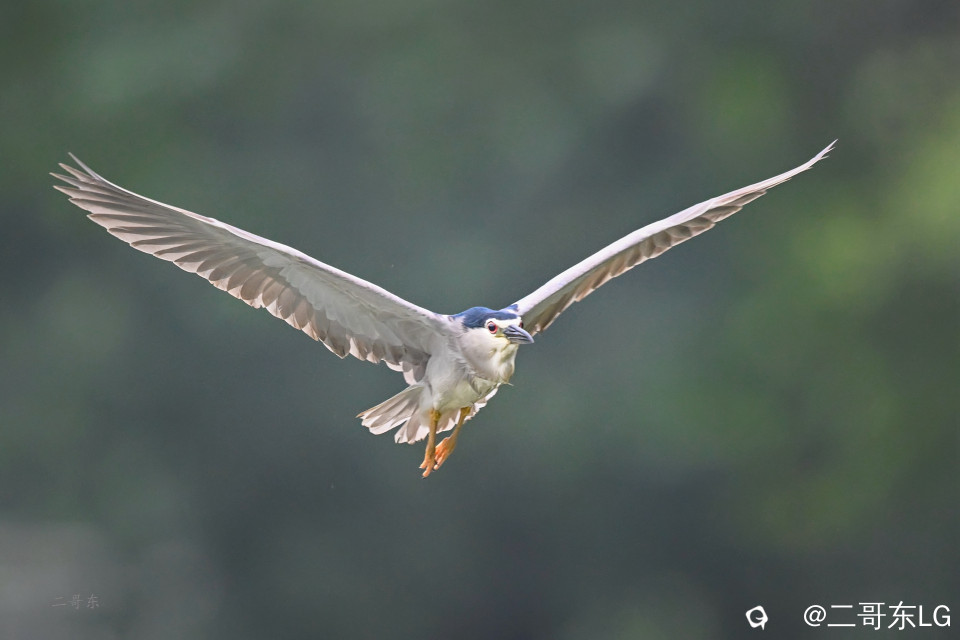 夜鹭捕鱼 (1).jpg