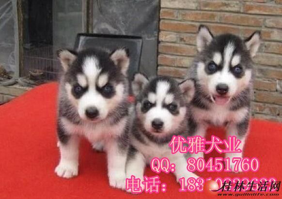 	 ���ֹ�ʿ����Ȯ ���ֹ�ʿ����Ȯ���� ���ֹ�ʿ����Ȯ����