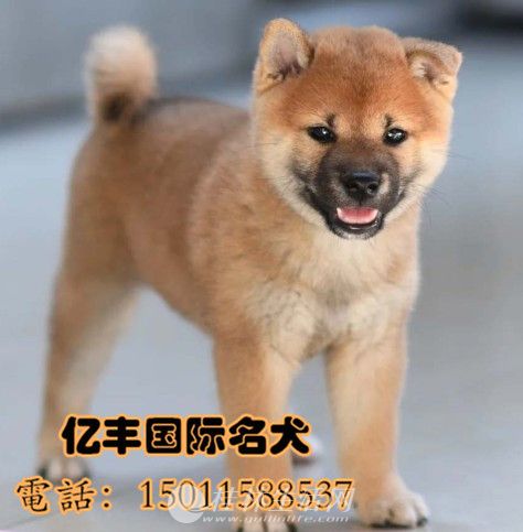 ������Ȯ��Ȯ����Ǯ ���ֲ�Ȯ�۸� ���ͻ�
