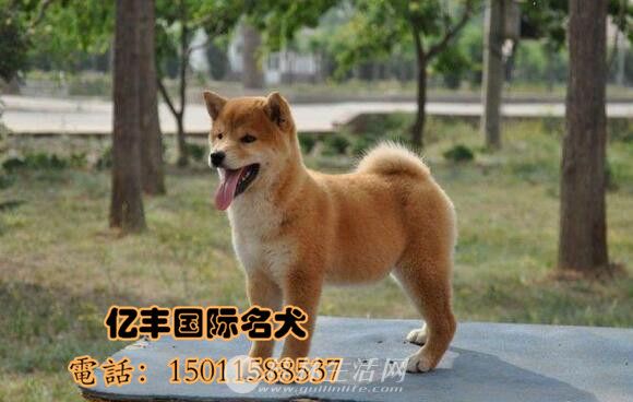 ���ֲ�Ȯ ���ֲ�Ȯ�۸� �ڷ�Ȯ��