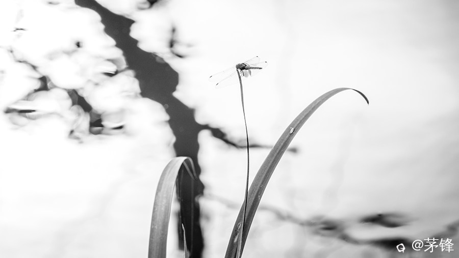DSCF8143_1.jpg