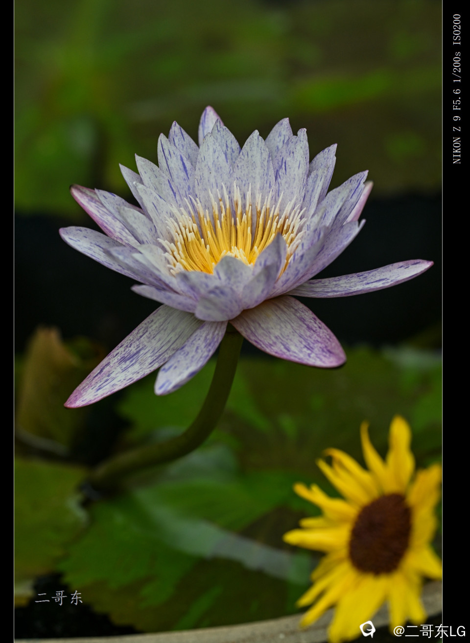 精品莲花 (22).jpg