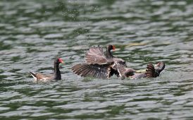 这是有什么深仇大恨吗