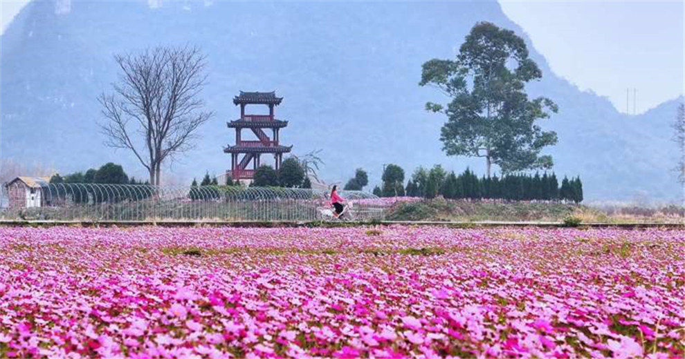 会仙玻璃田格桑花进入全盛期