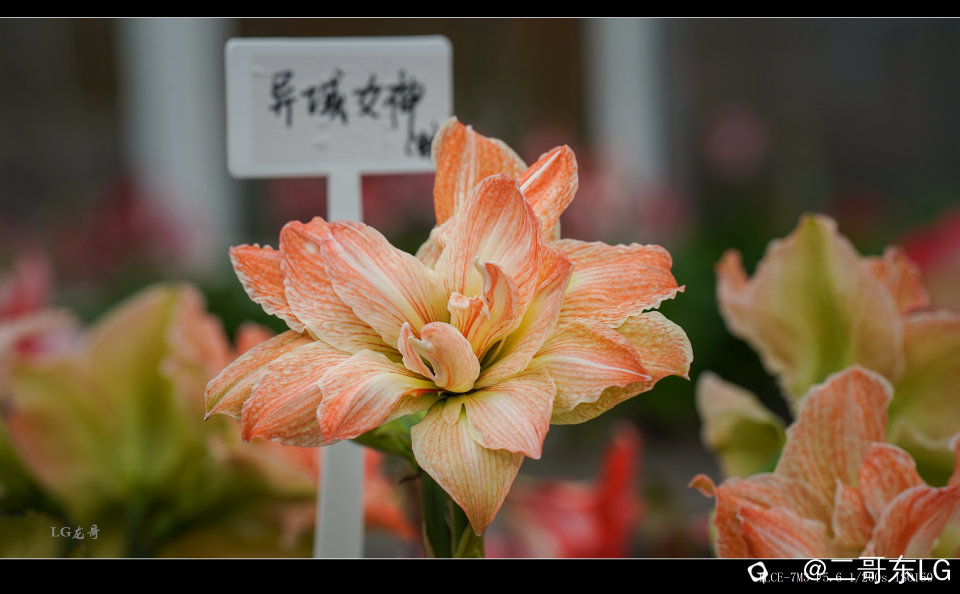 2域异女神 (2).jpg